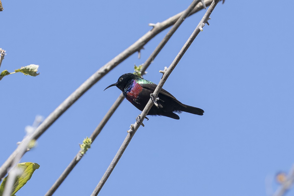 Marico Sunbird - ML641555665