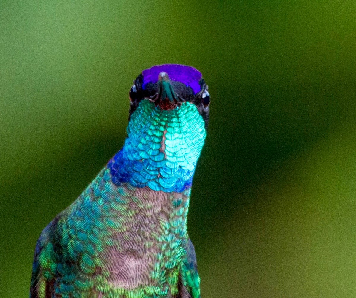 Talamanca Hummingbird - ML641555673