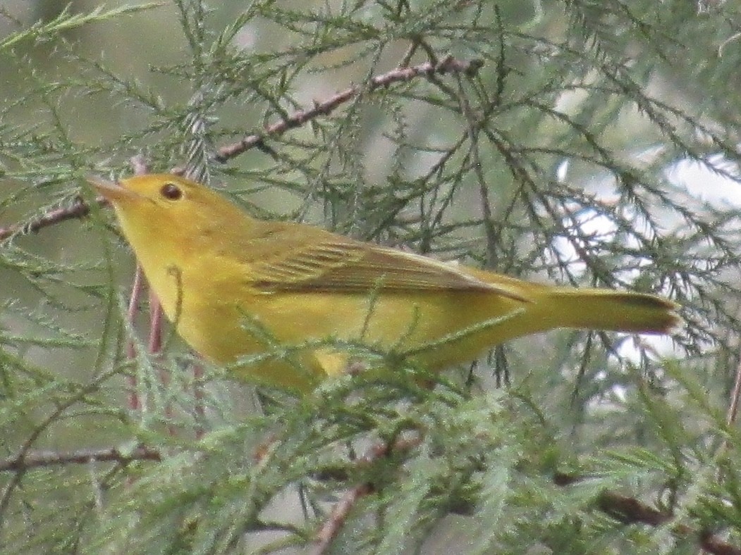 Yellow Warbler (Northern) - ML641555686