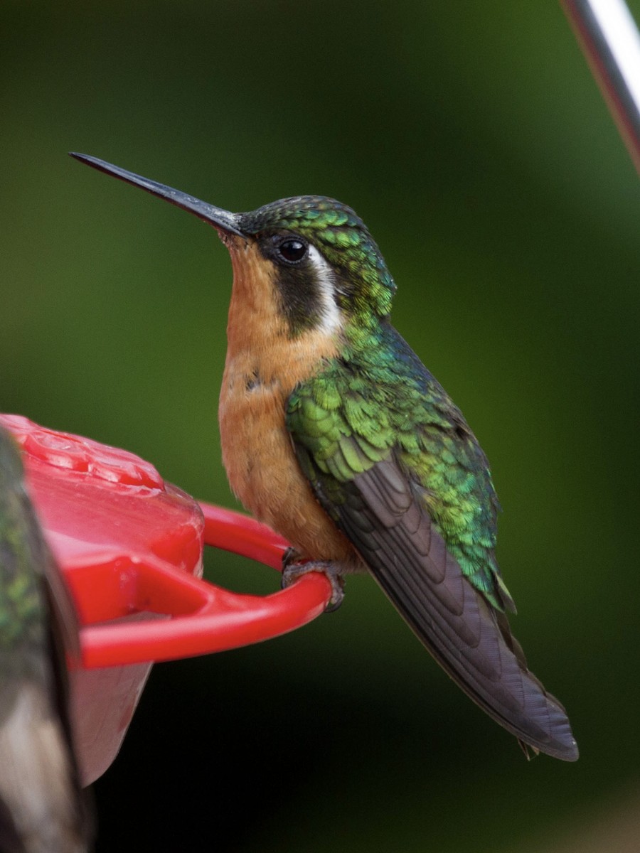 White-throated Mountain-gem - ML641555708