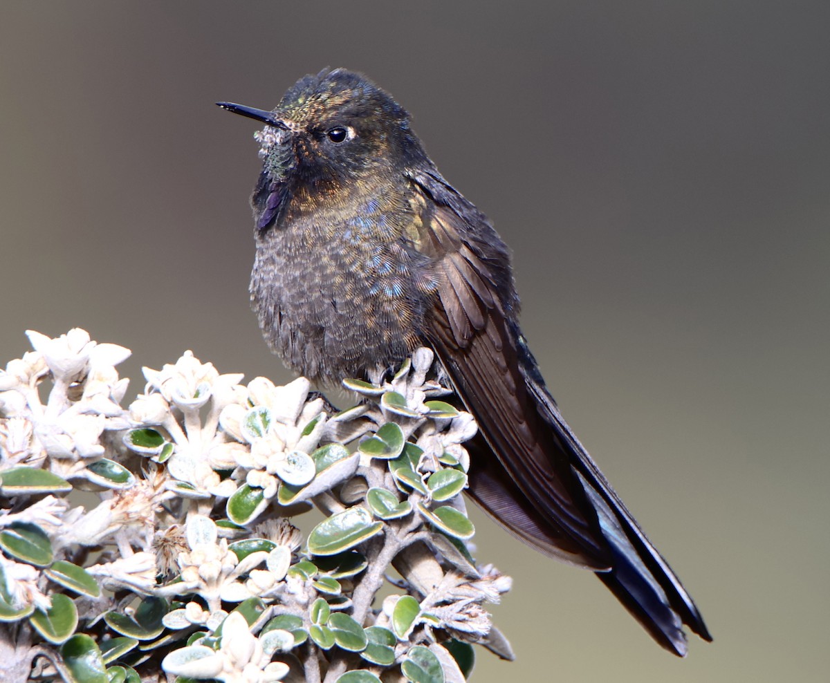 Blue-mantled Thornbill - ML641555709