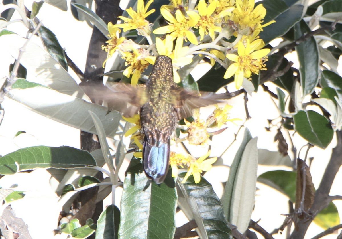 Violet-throated Metaltail - ML641555719