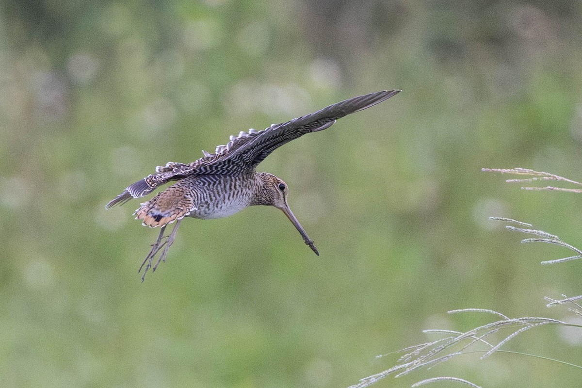 ハリオシギ - ML641555722