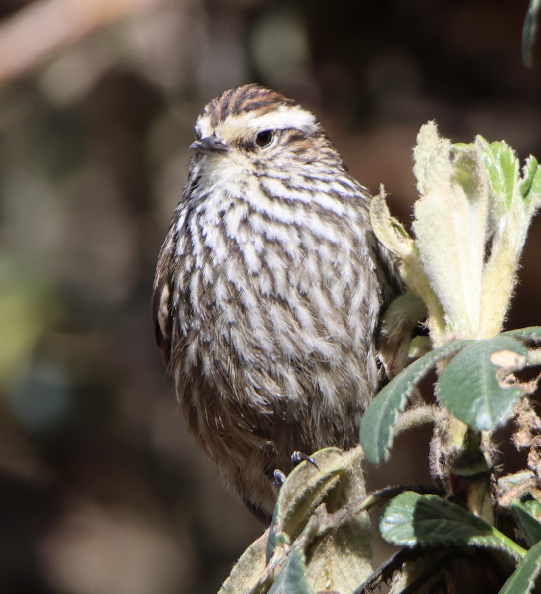 Andean Tit-Spinetail - ML641555739
