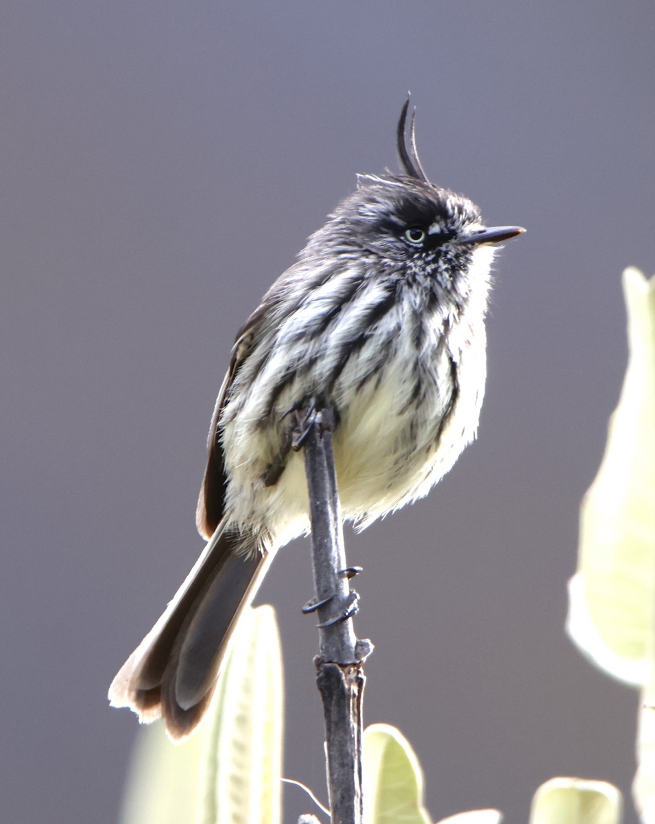 Tufted Tit-Tyrant - ML641555759