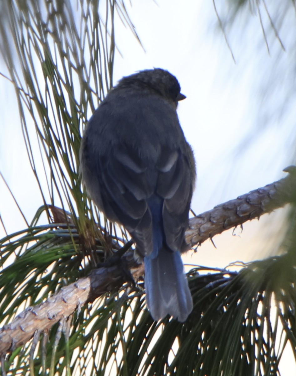 Tit-like Dacnis - ML641555791