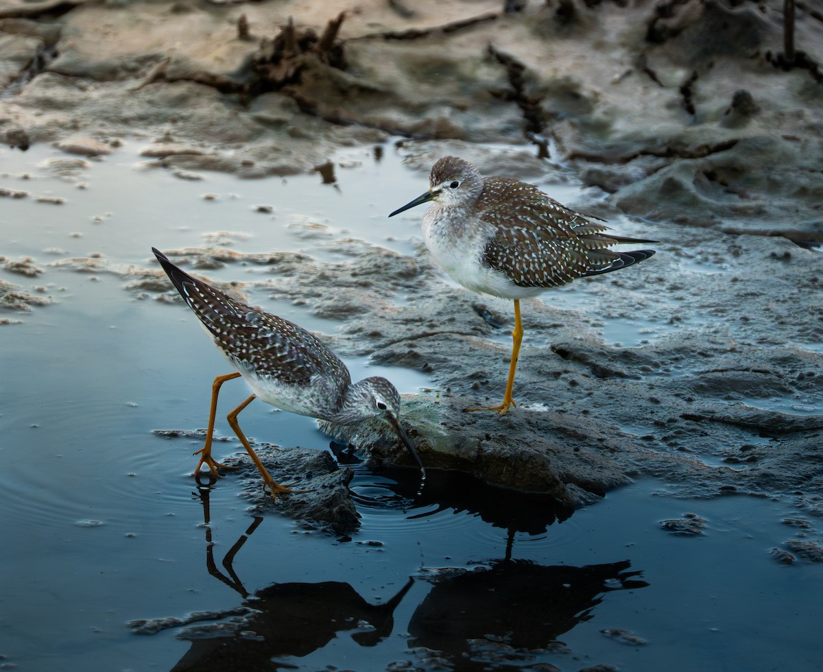 Lesser Yellowlegs - ML641555796