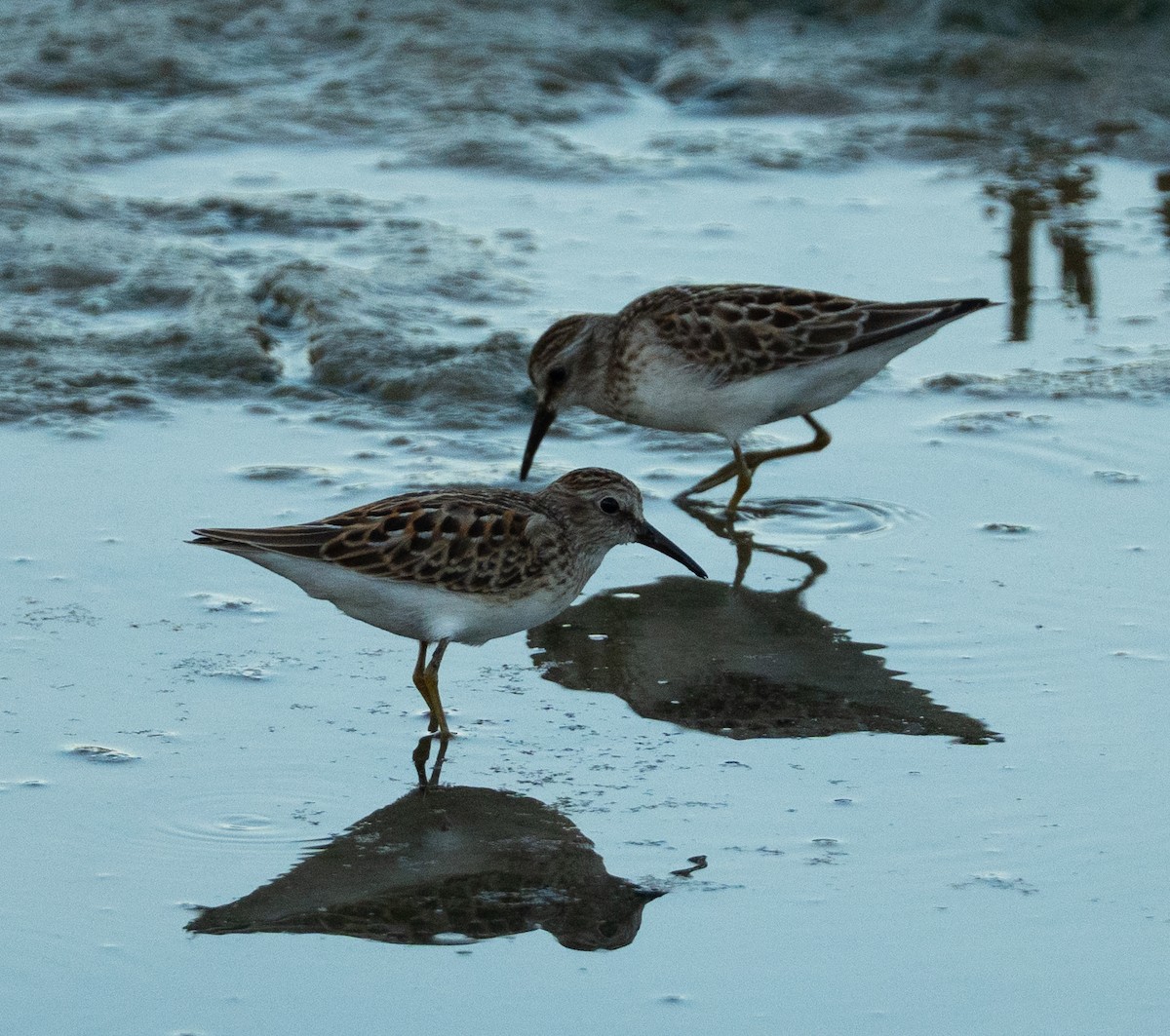 Least Sandpiper - ML641555813