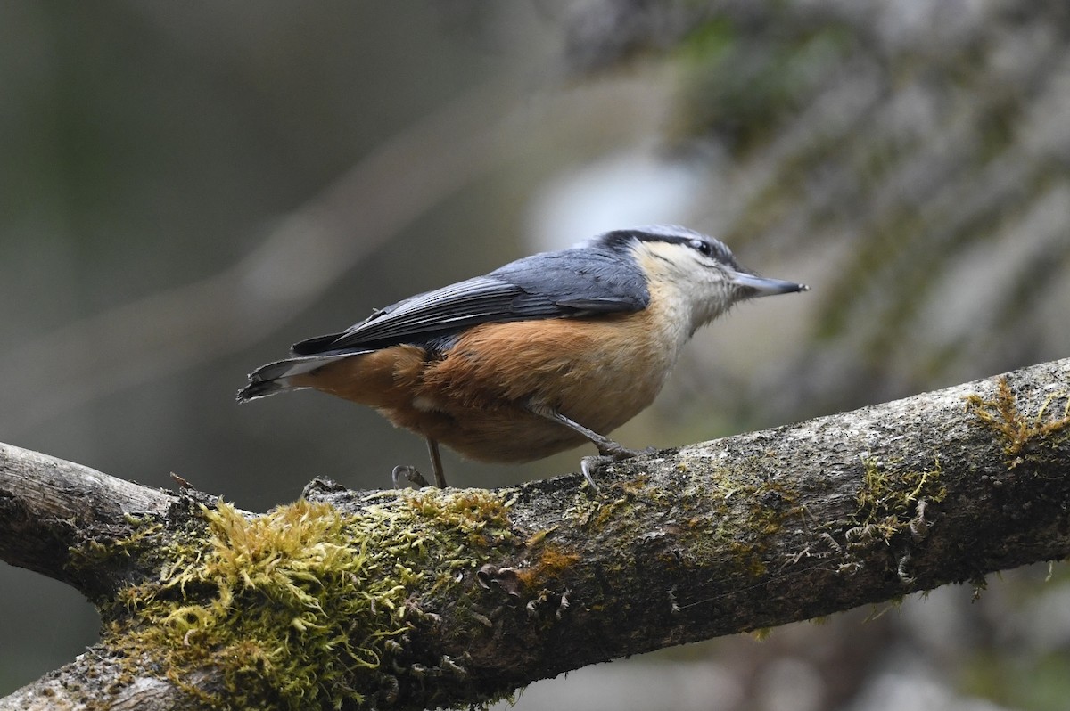 White-tailed Nuthatch - ML641555877