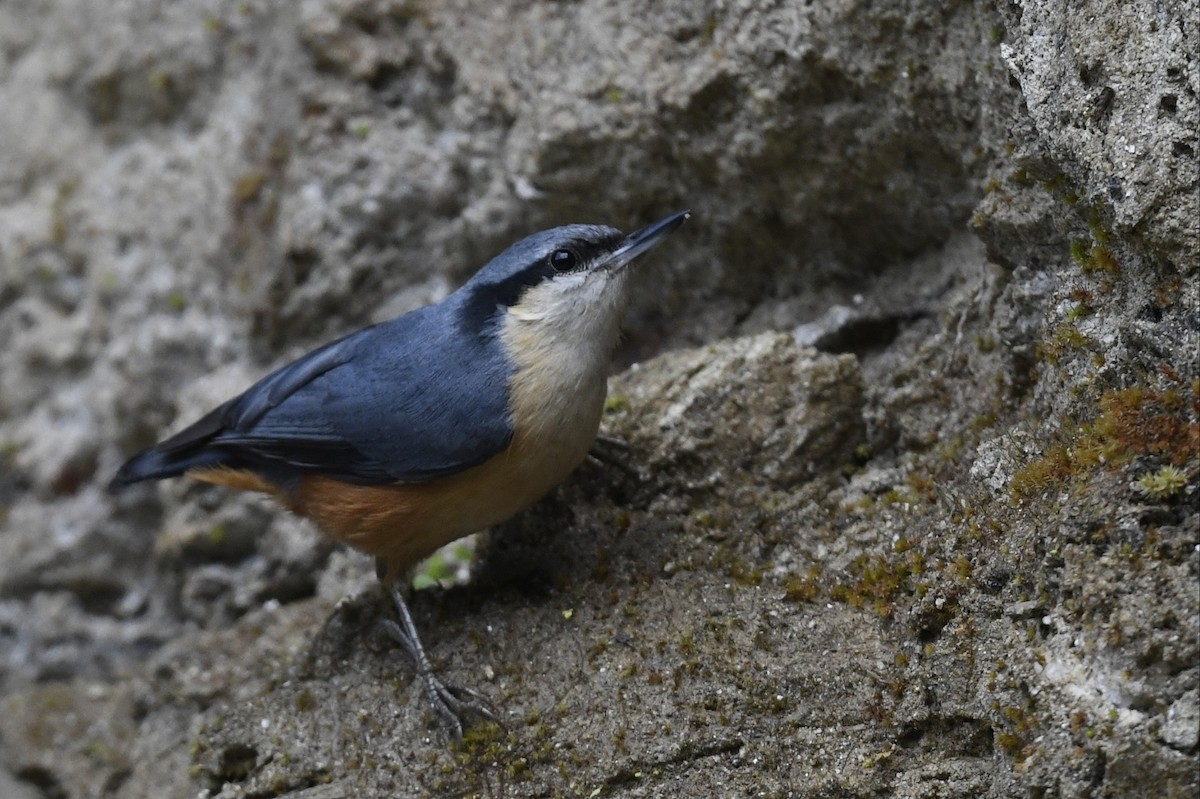 White-tailed Nuthatch - ML641555878