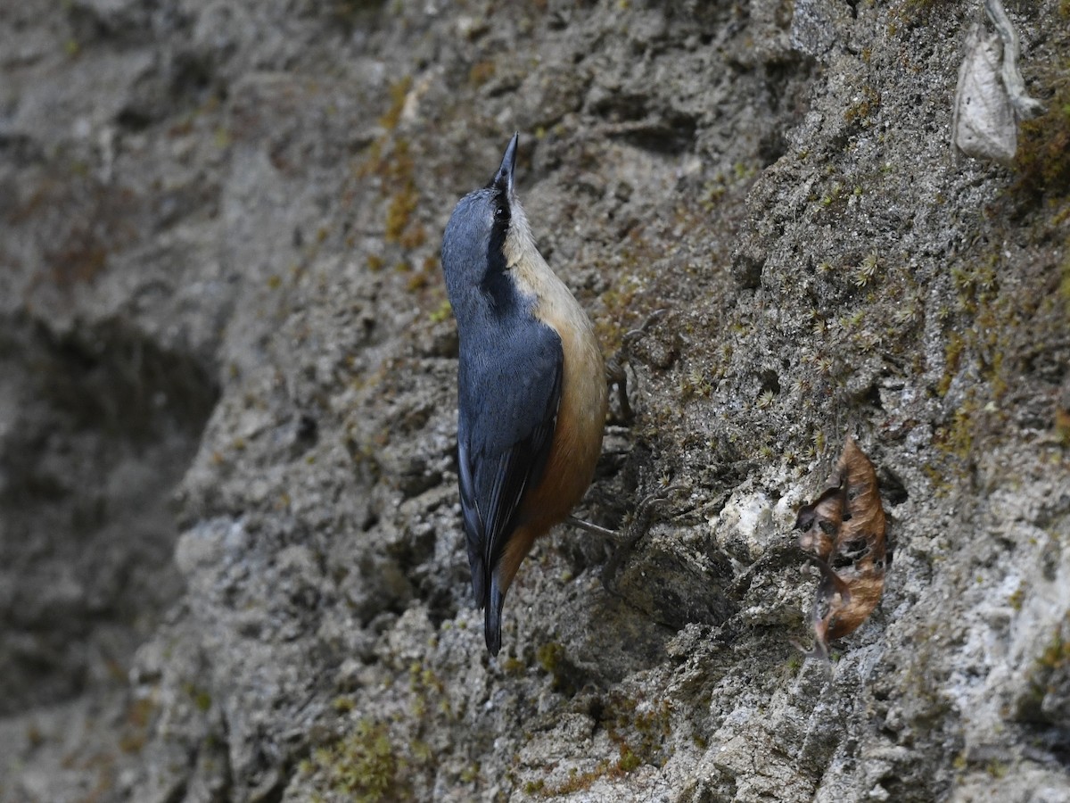 White-tailed Nuthatch - ML641555879