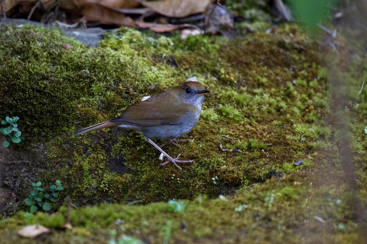 Ruddy-capped Nightingale-Thrush - ML641555886
