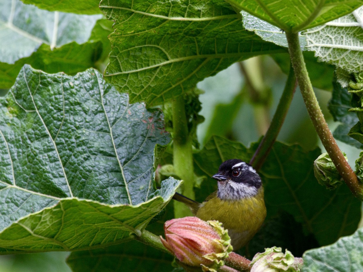 Sooty-capped Chlorospingus - ML641555905