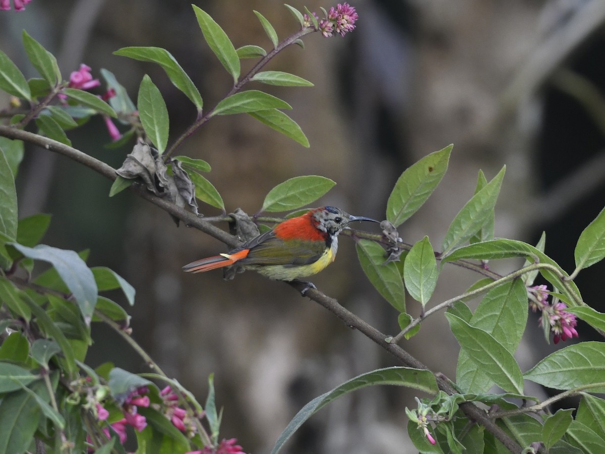 Fire-tailed Sunbird - ML641555909