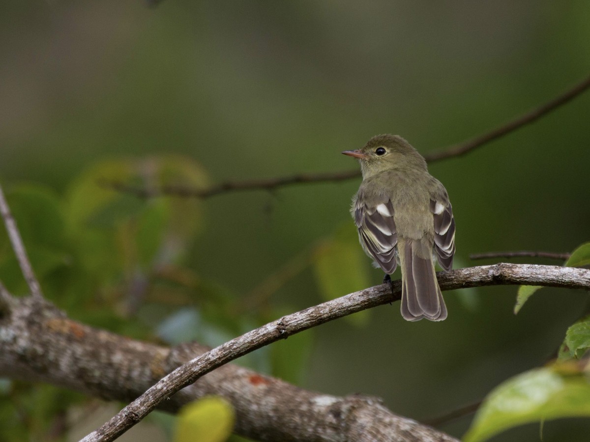 Mountain Elaenia - ML641555942