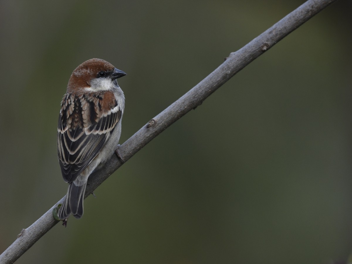 Russet Sparrow - ML641555951