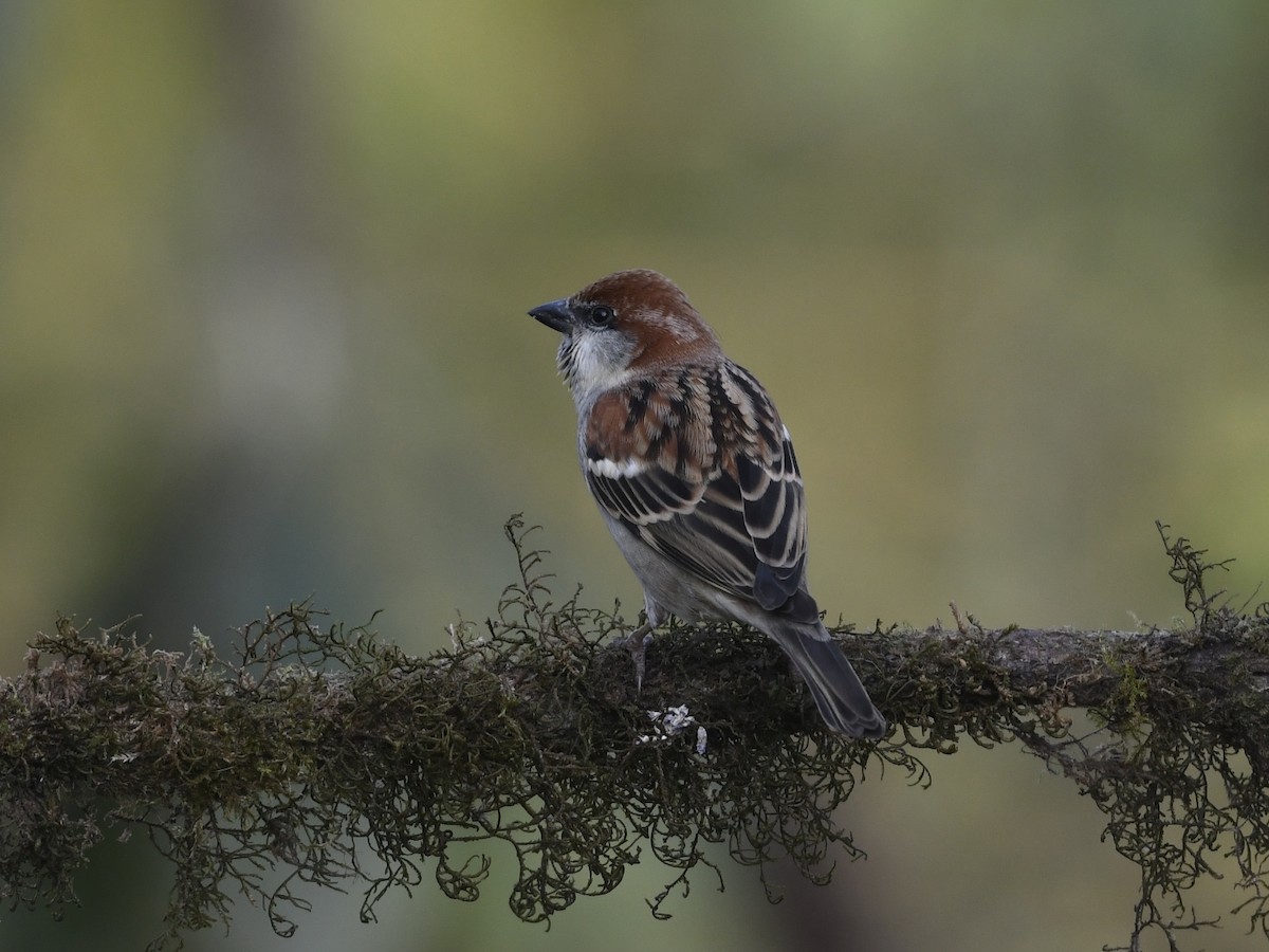 Russet Sparrow - ML641555952
