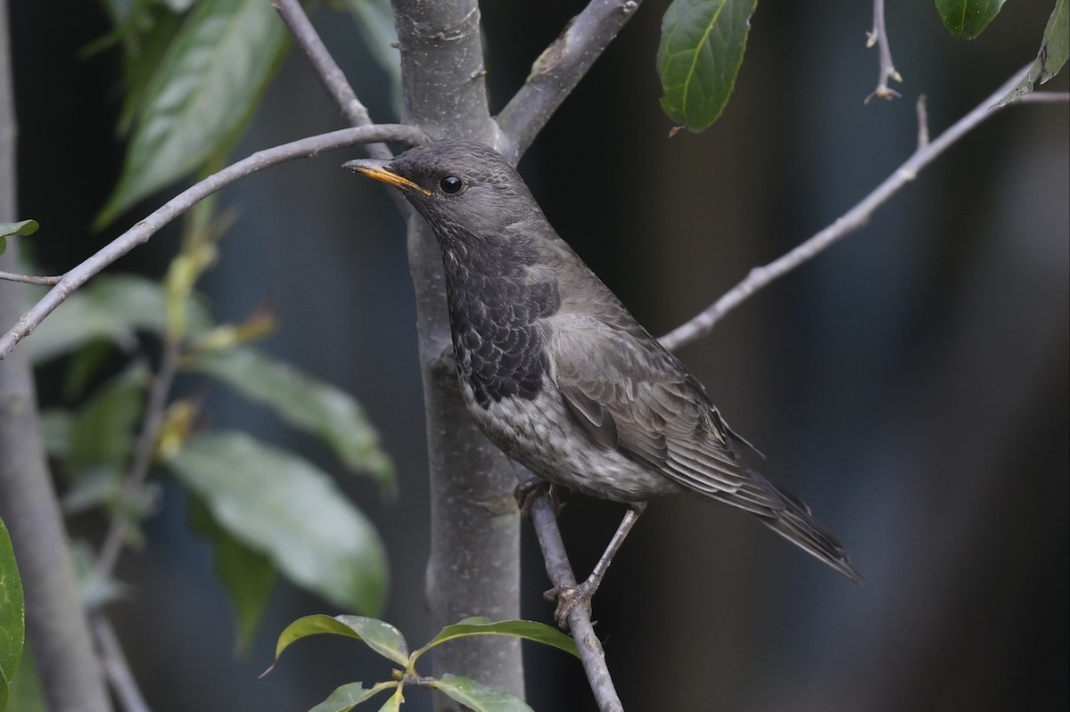 Black-throated Thrush - ML641555966