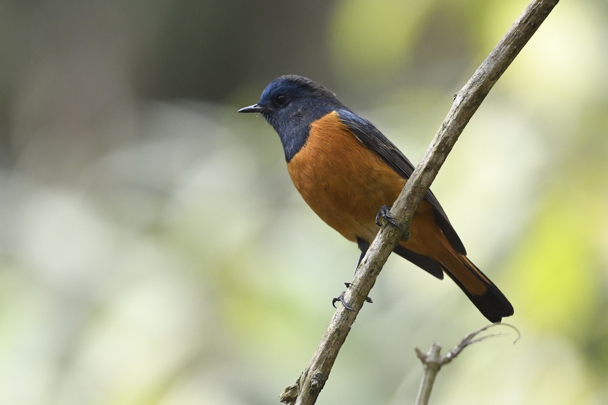 Blue-fronted Redstart - ML641556024