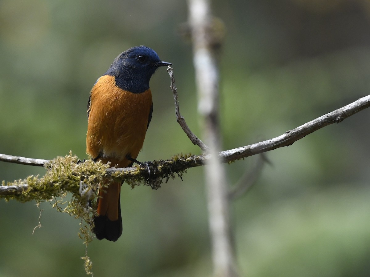 Blue-fronted Redstart - ML641556025