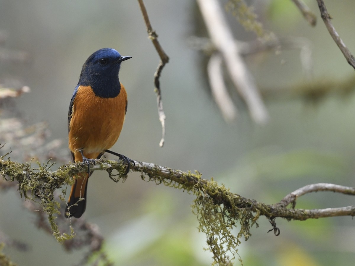 Blue-fronted Redstart - ML641556026