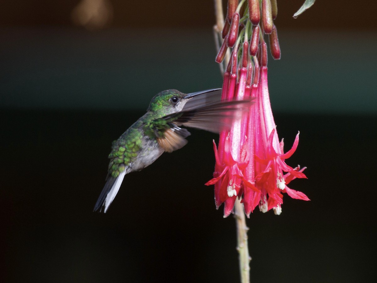 Stripe-tailed Hummingbird - ML641556048
