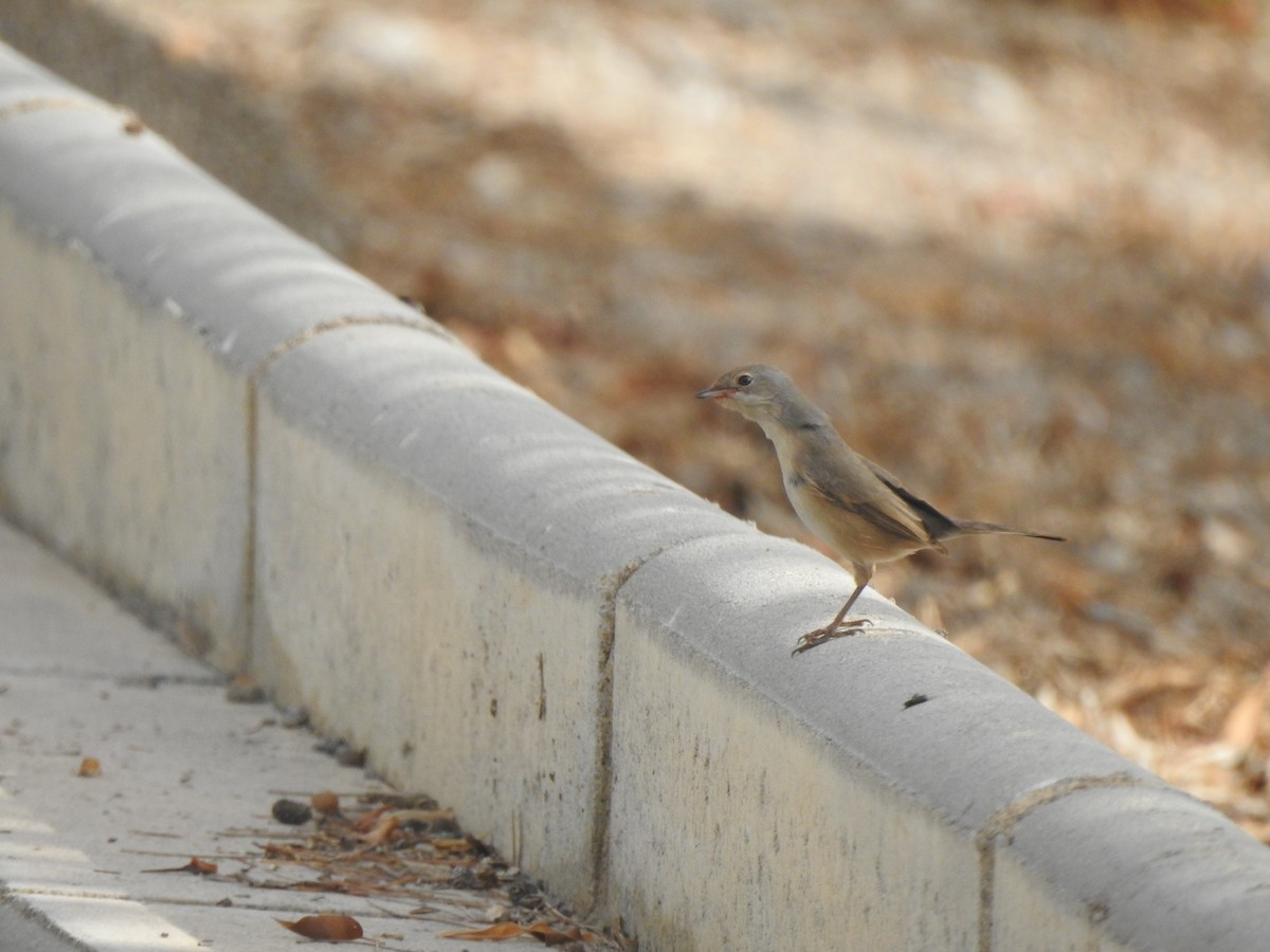 Western Subalpine Warbler - ML641556049