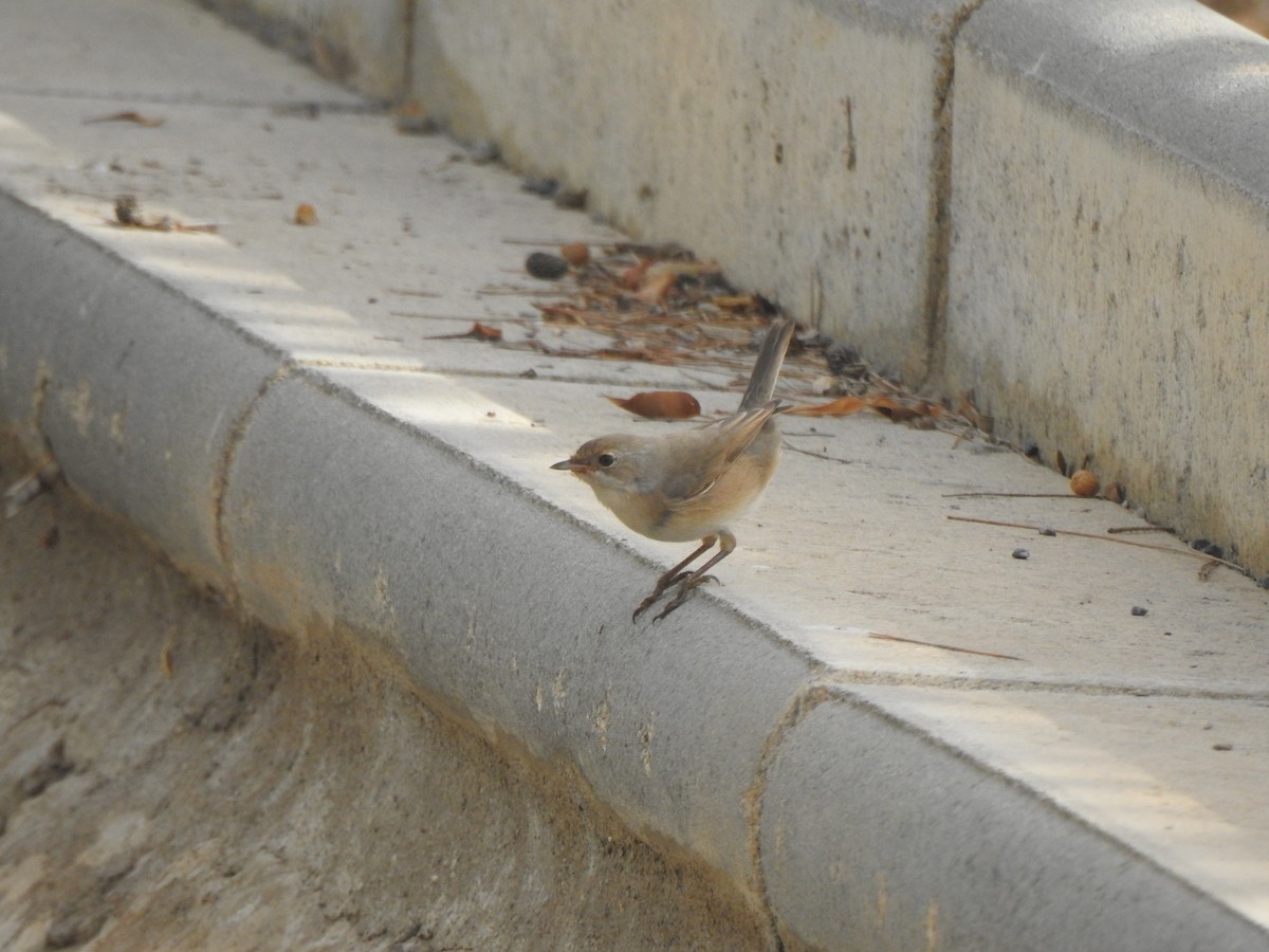 Western Subalpine Warbler - ML641556051