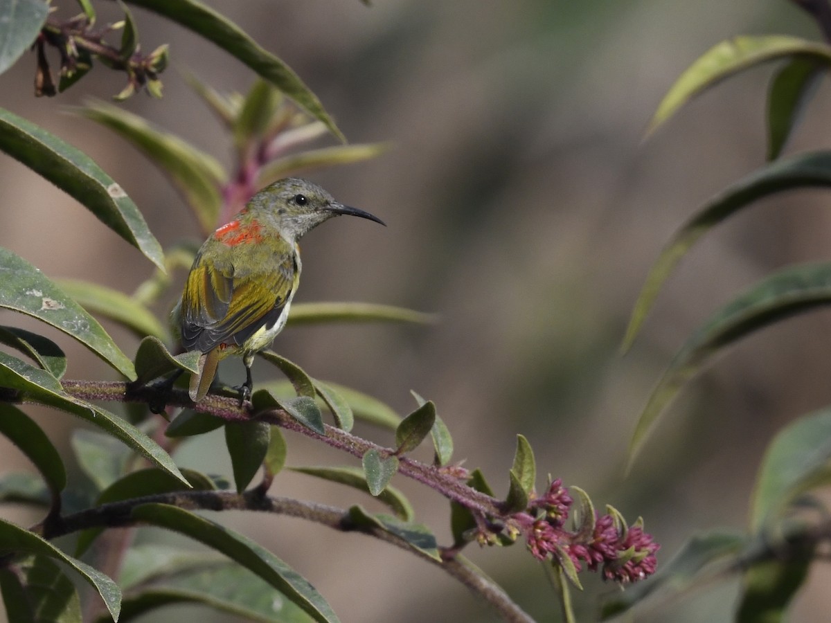 Fire-tailed Sunbird - ML641556055
