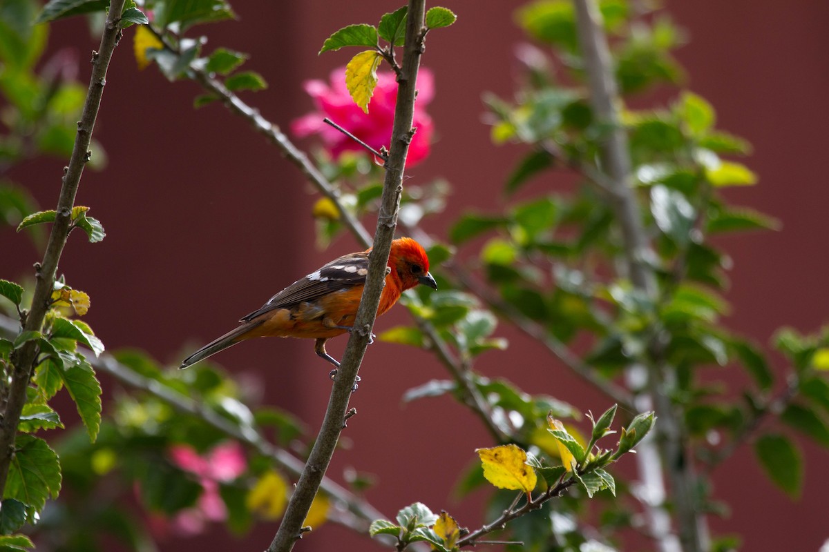 Flame-colored Tanager - ML641556064