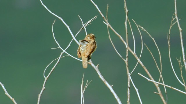Red-throated Wryneck (Rufous-necked) - ML641556073