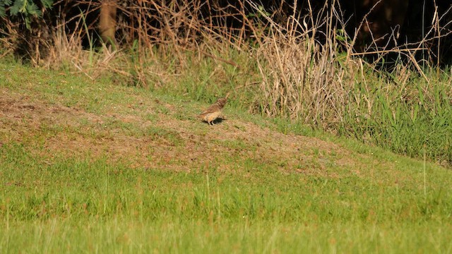 Red-throated Wryneck (Rufous-necked) - ML641556075