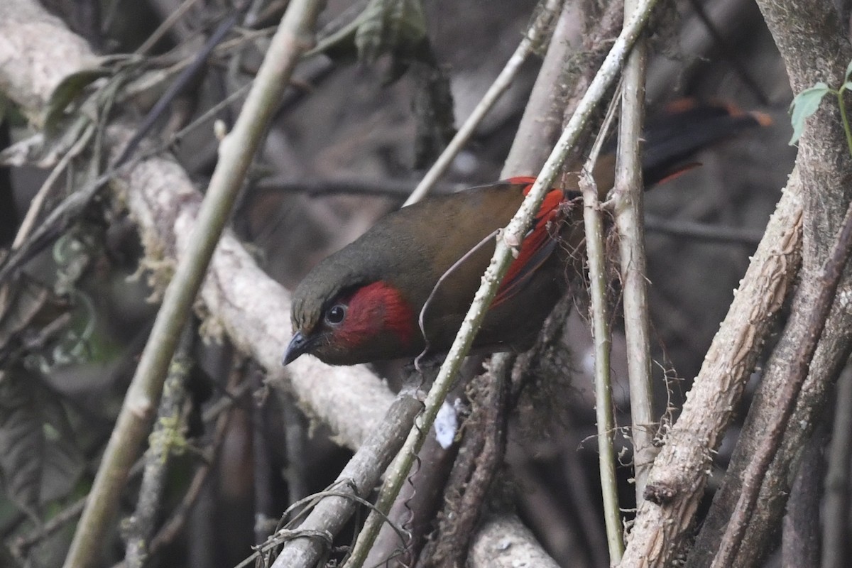 Garrulaxe à ailes rouges - ML641556094