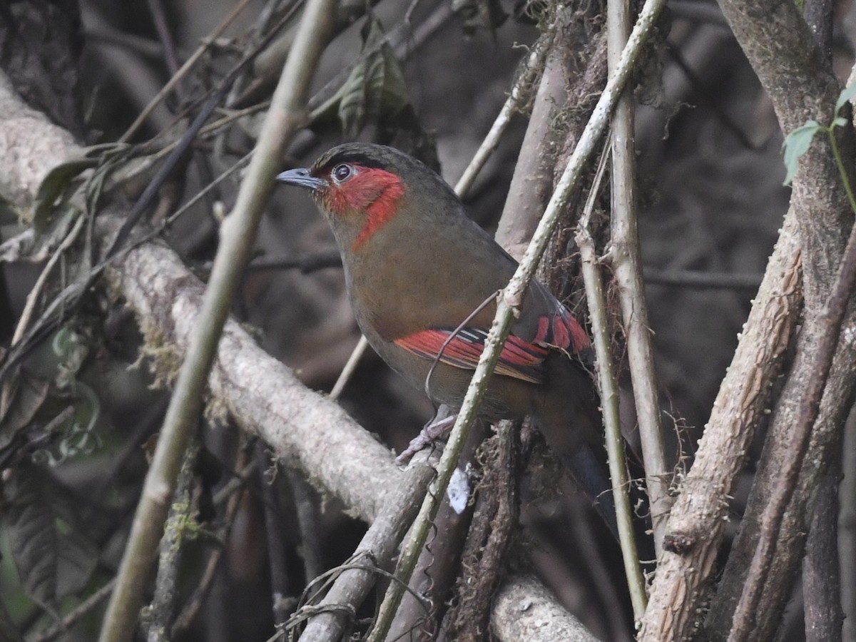 Garrulaxe à ailes rouges - ML641556096