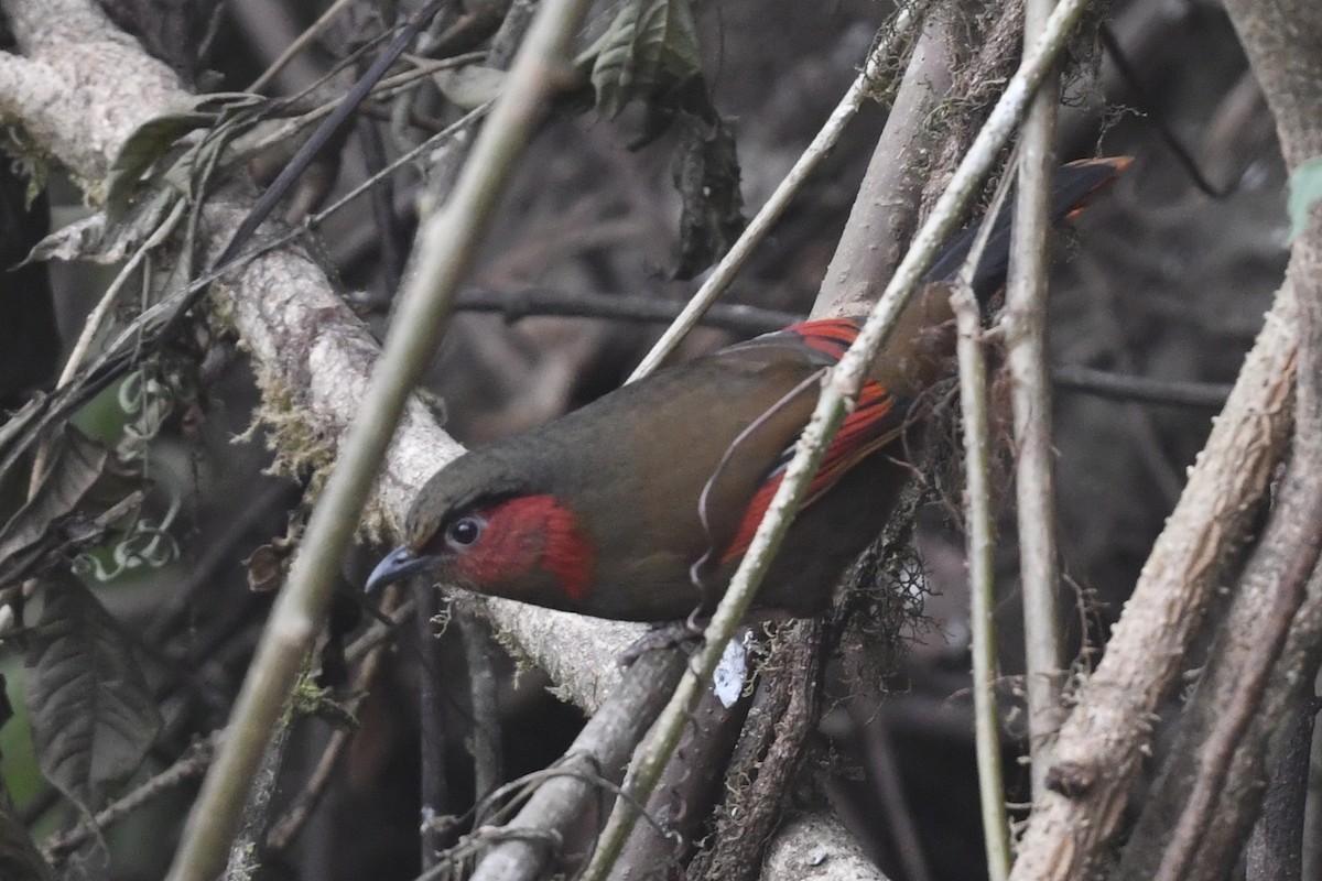 Garrulaxe à ailes rouges - ML641556098