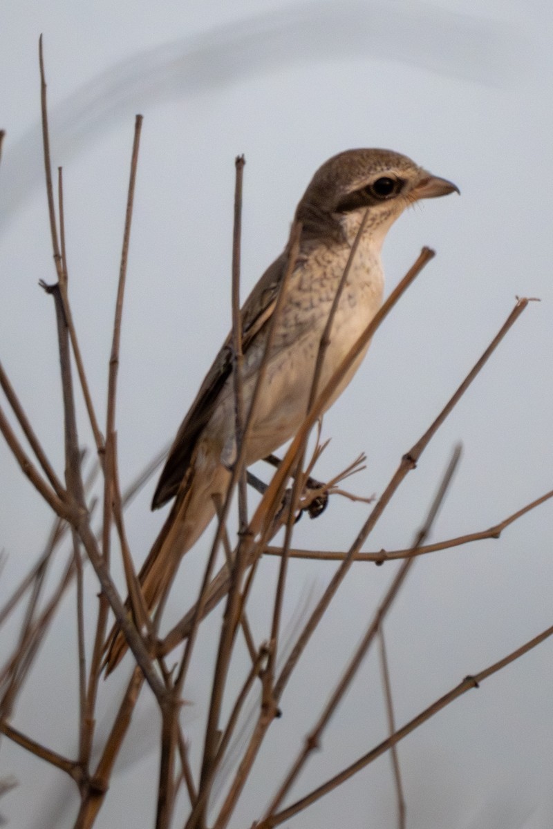 Isabelline Shrike - ML641556101