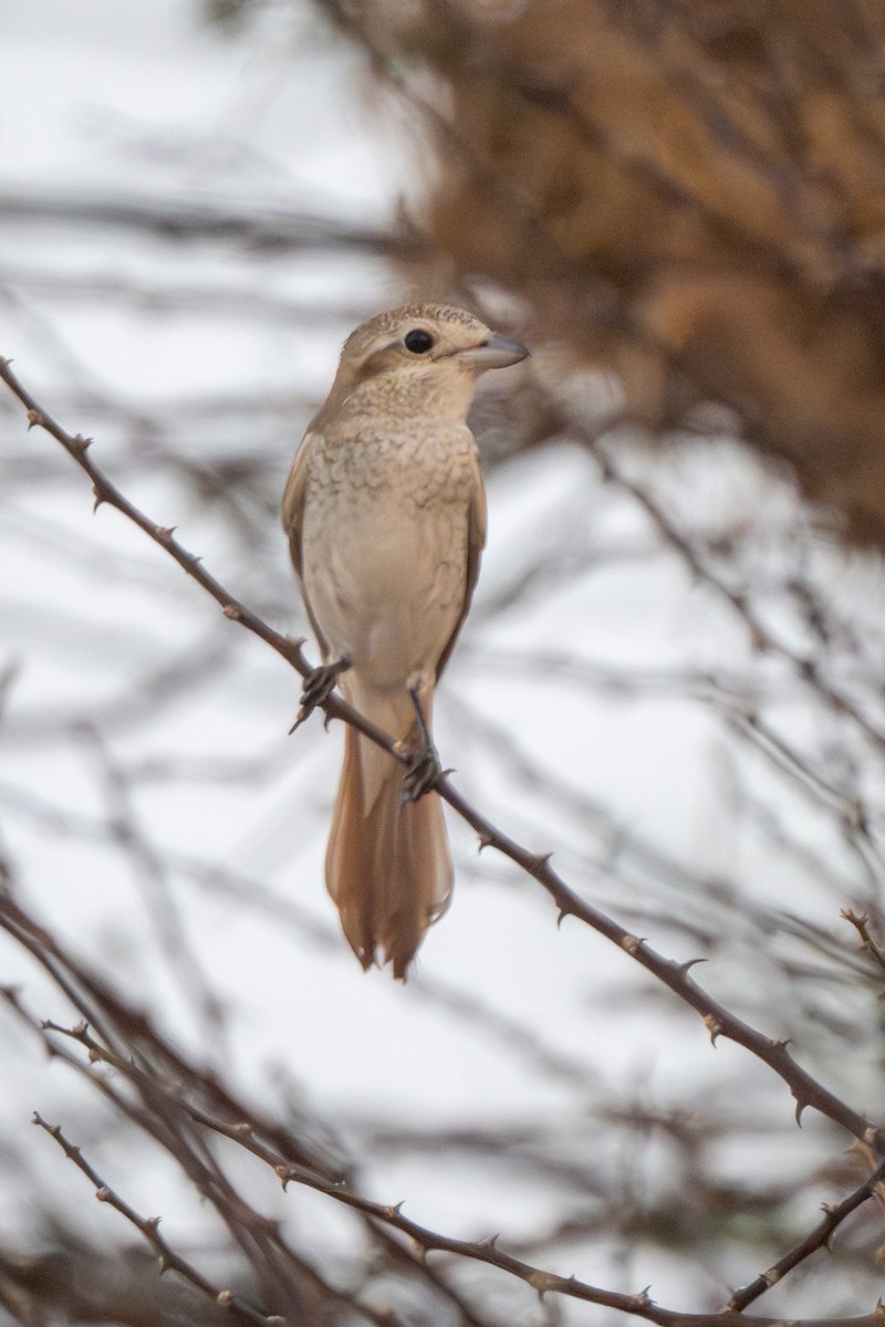 Isabelline Shrike - ML641556102