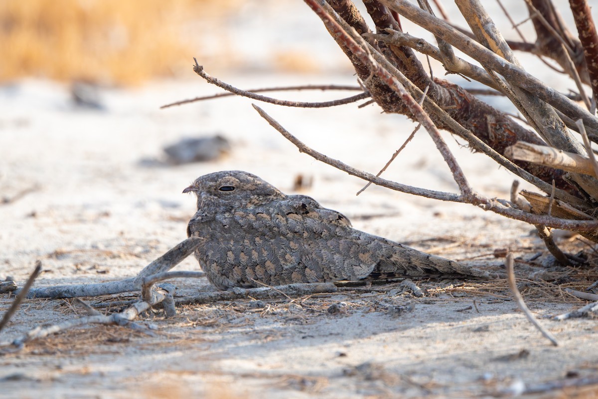 Egyptian Nightjar - ML641556118