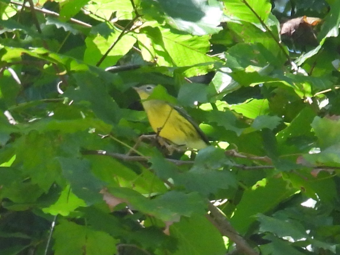 Magnolia Warbler - ML641556136