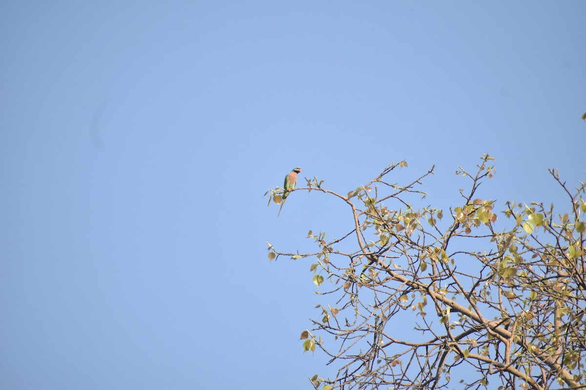 Red-breasted Parakeet - ML641556161