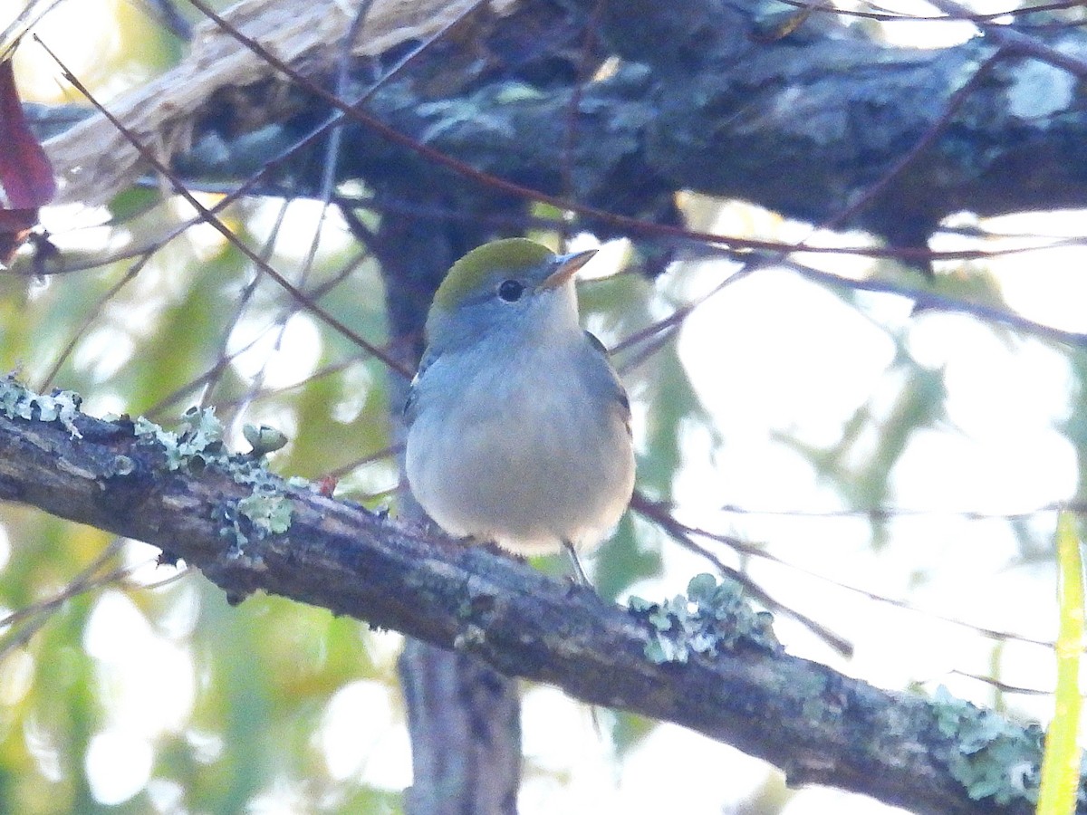 Chestnut-sided Warbler - ML641556174