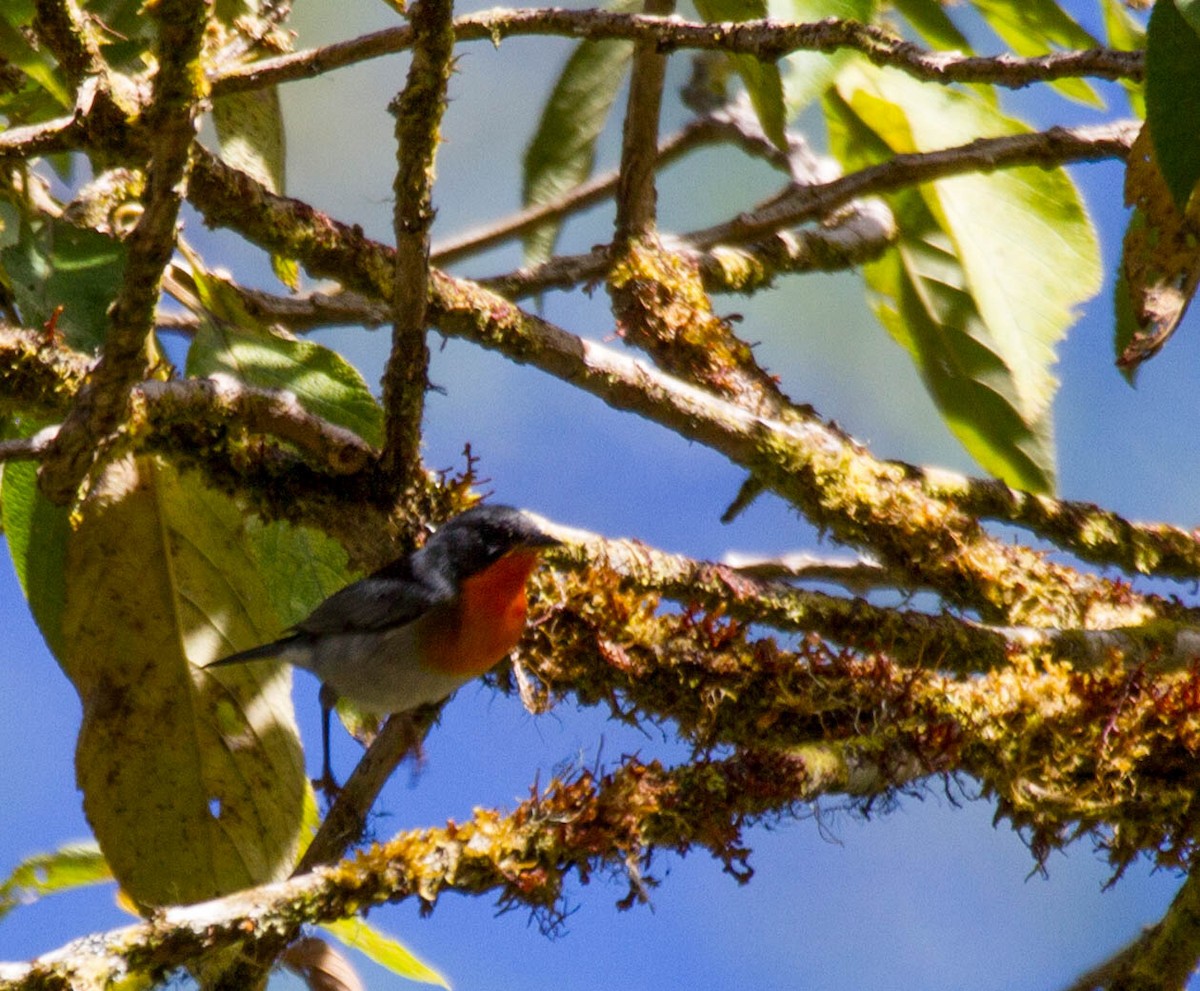 flammeparula - ML641556175