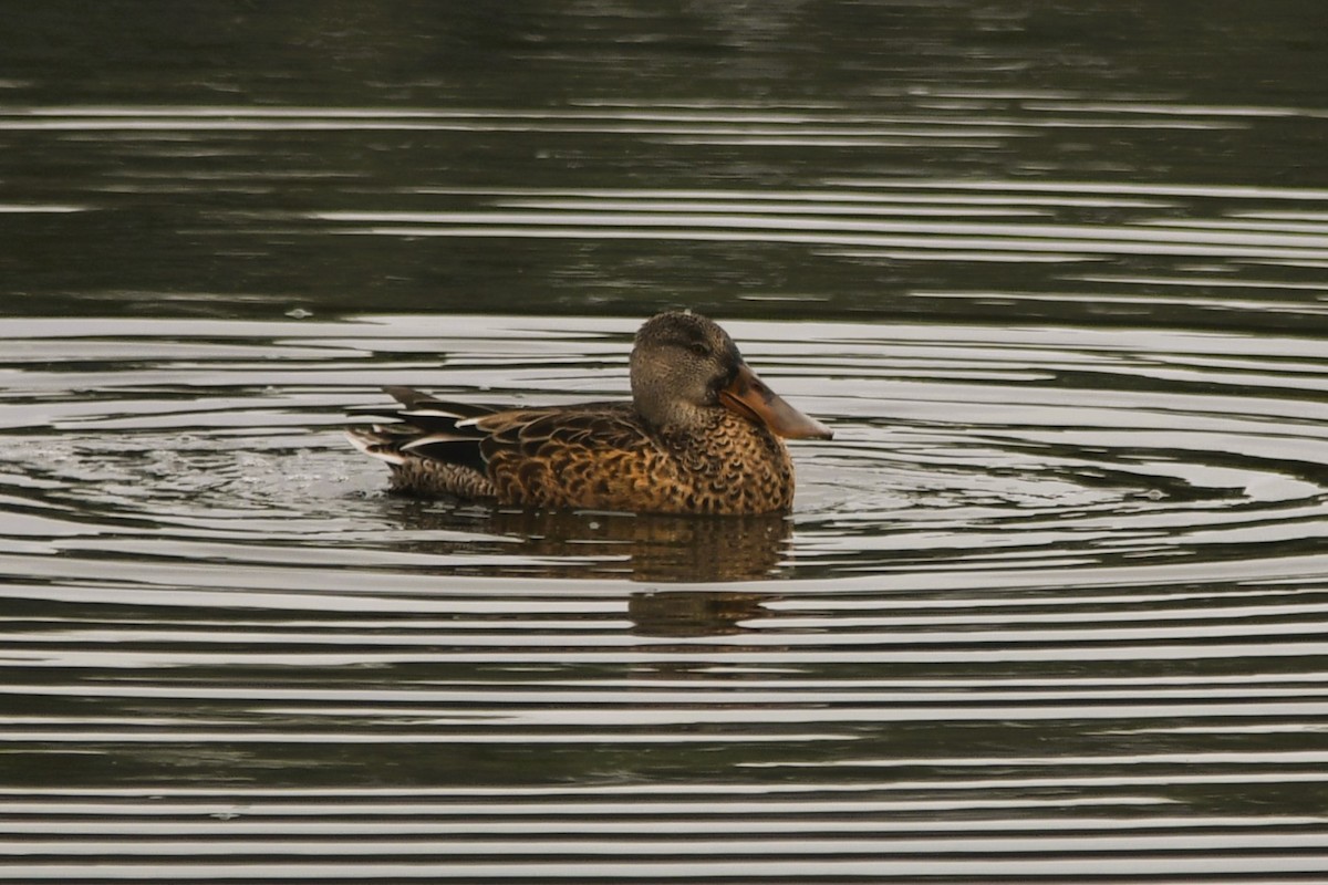Northern Shoveler - ML641556176