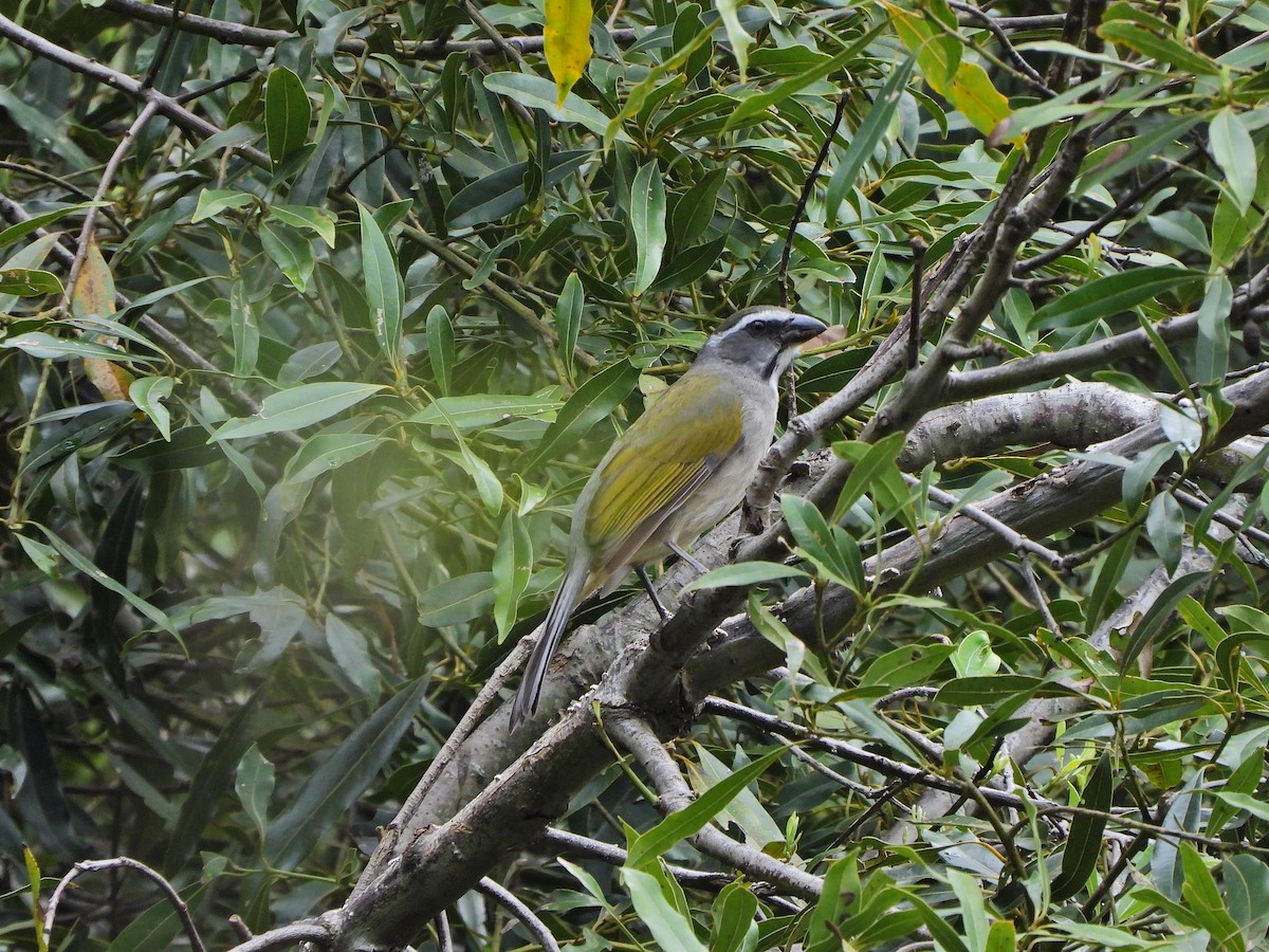 Green-winged Saltator - ML641556177