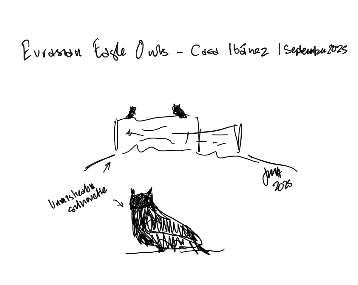 Eurasian Eagle-Owl - ML641556190