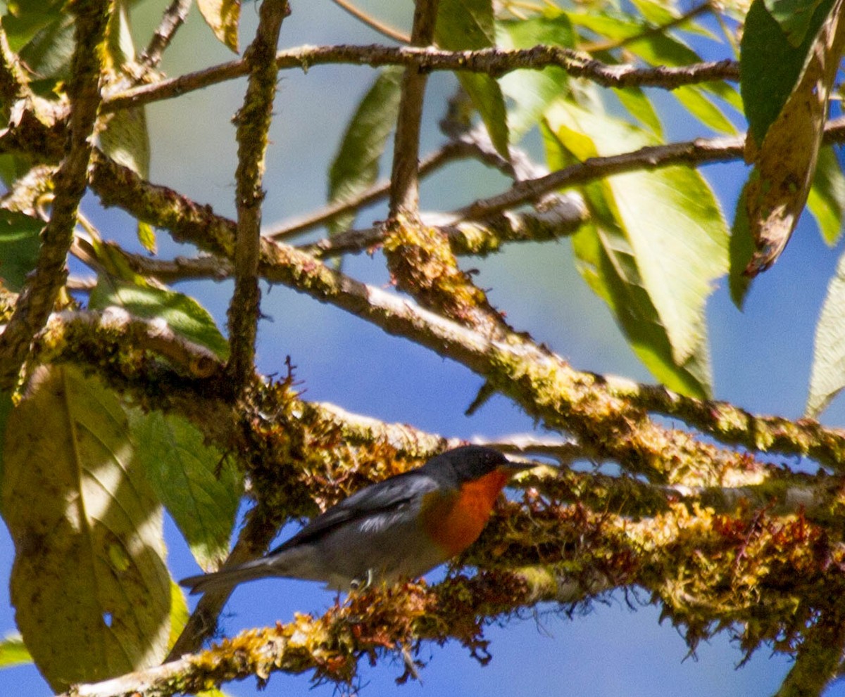flammeparula - ML641556192