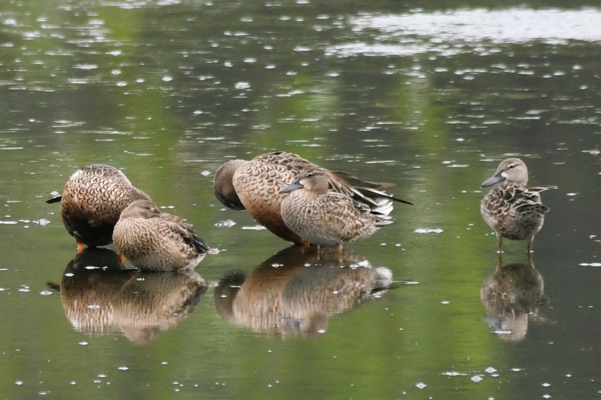 Blue-winged Teal - ML641556289