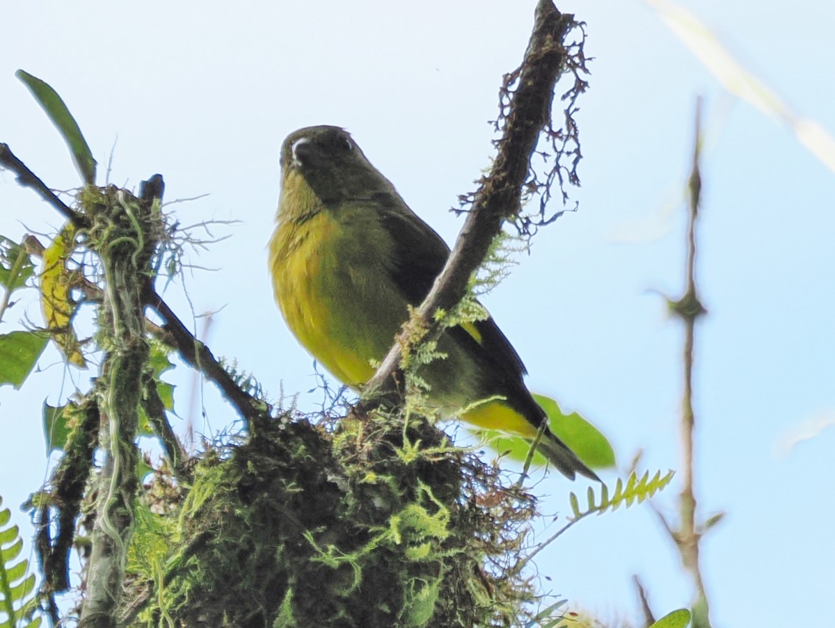 Yellow-bellied Siskin - ML641556290