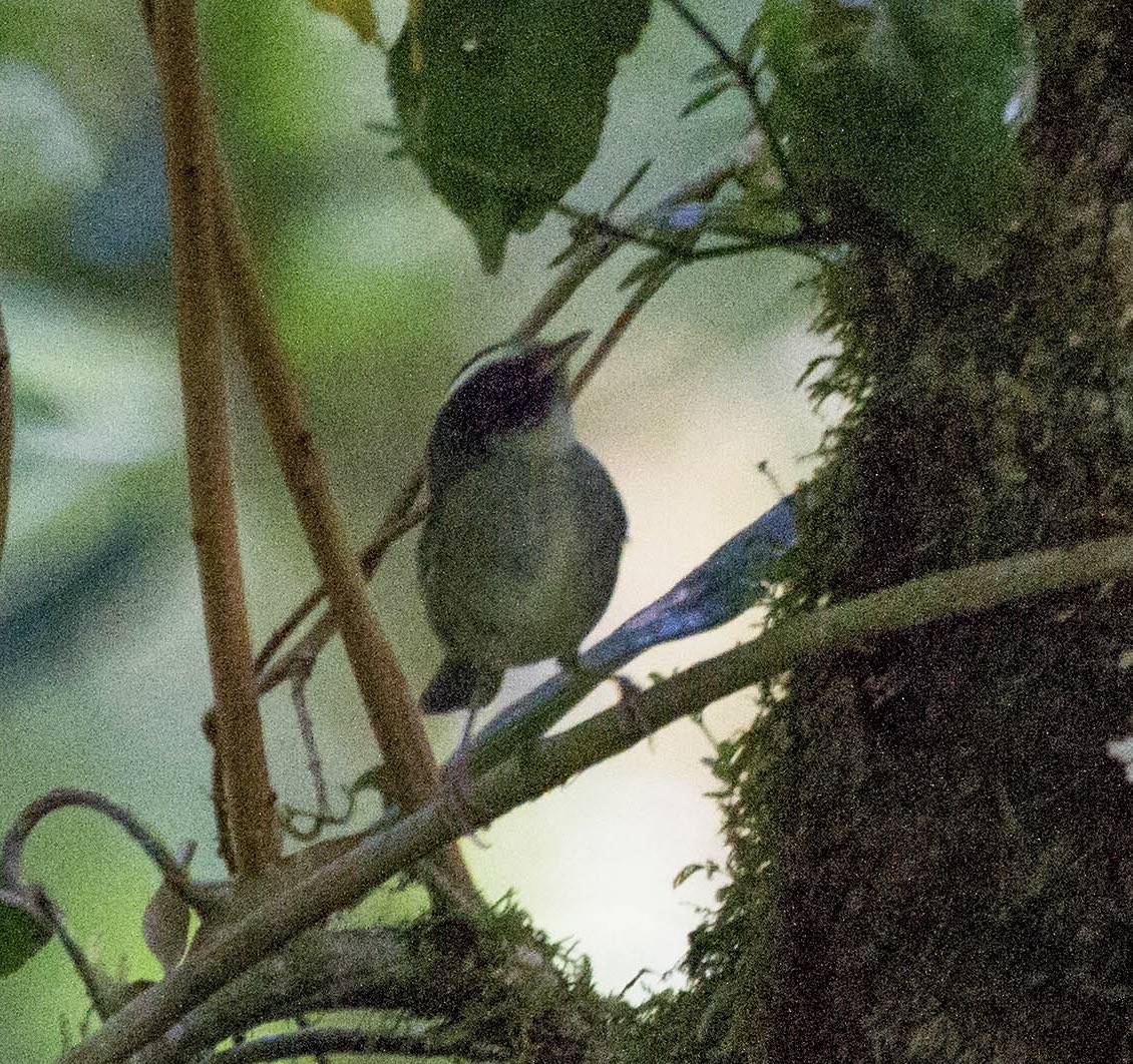 svartkinnparula - ML641556339