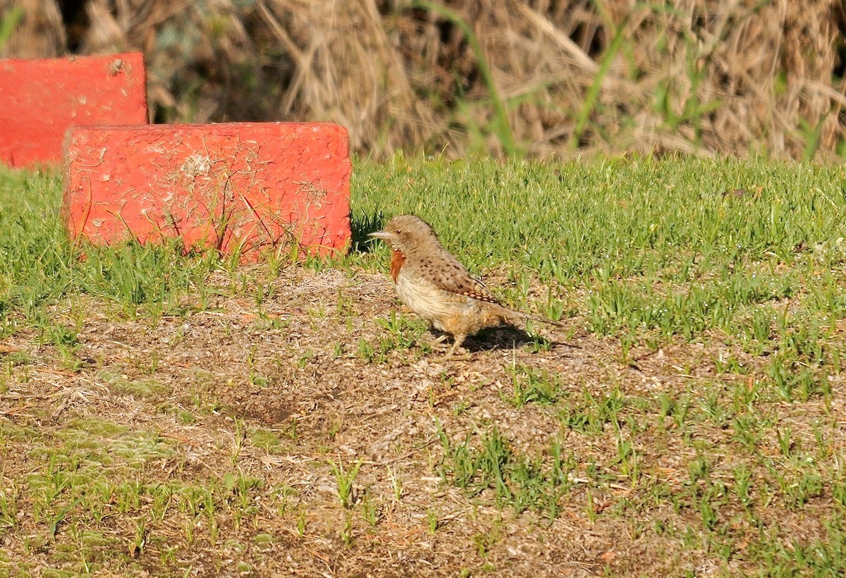 Red-throated Wryneck (Rufous-necked) - ML641556352